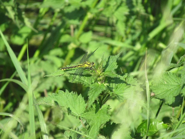 Gomphus vulgatissimus - feketelábú folyami-szitakötő Gomphus vulgatissimus - feketelábú folyami-szitakötő