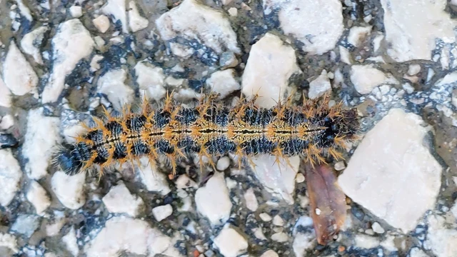 Nymphalis polychloros - nagy rókalepke