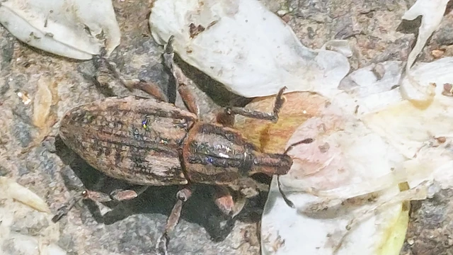 Pseudocleonus cinereus - hamvas barkó