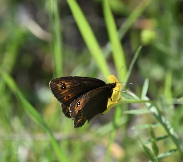 Erebia medusa - tavaszi szerecsenlepke