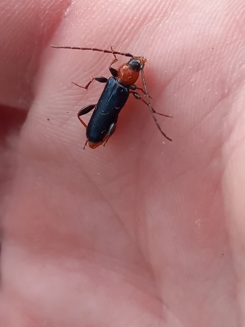 Phymatodes testaceus - változékony korongcincér