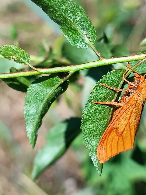 Diacrisia sannio - vörösszélű medvelepke