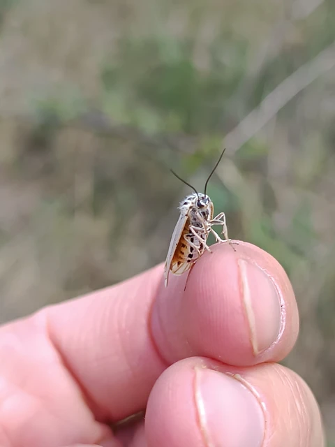 Spiris striata - csíkos molyszövő