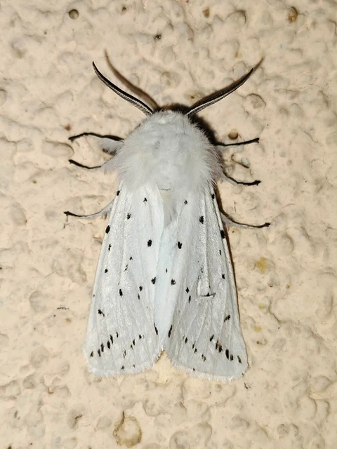 Spilosoma lubricipedum - tejszínű medvelepke