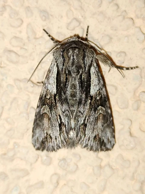 Chloantha hyperici - orbáncfű-sugarasbagoly