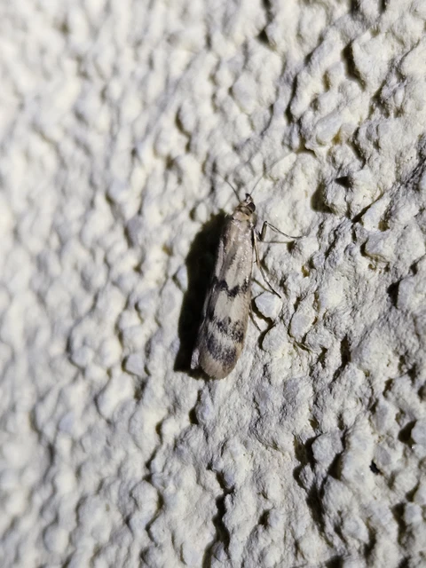 Homoeosoma sinuella - agyagsárga karcsúmoly