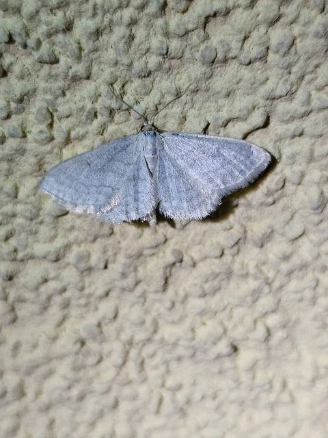 Idaea subsericeata - ötvonalas apróaraszoló