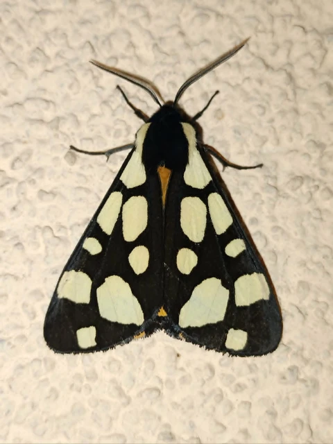 Arctia villica - fekete medvelepke