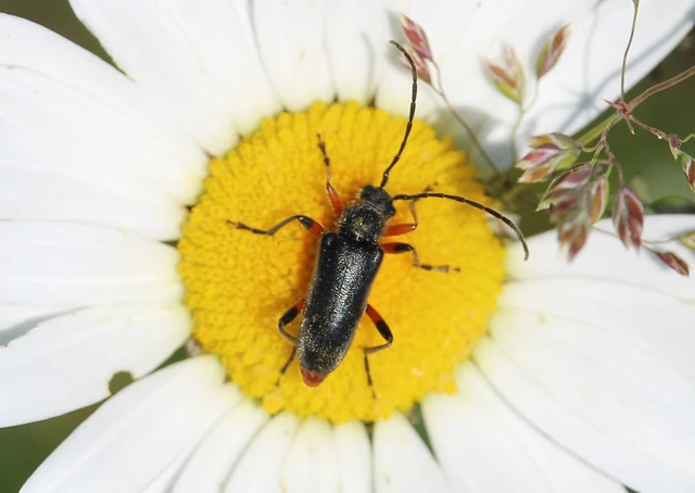 Cortodera villosa - bozontos cserjecincér