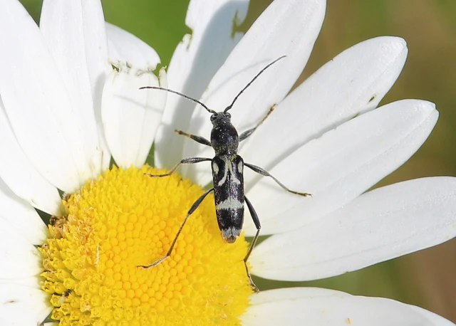 Chlorophorus figuratus - rajzos darázscincér