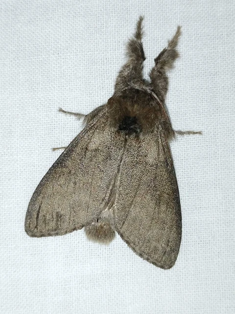 Calliteara pudibunda - hamvasszövő
