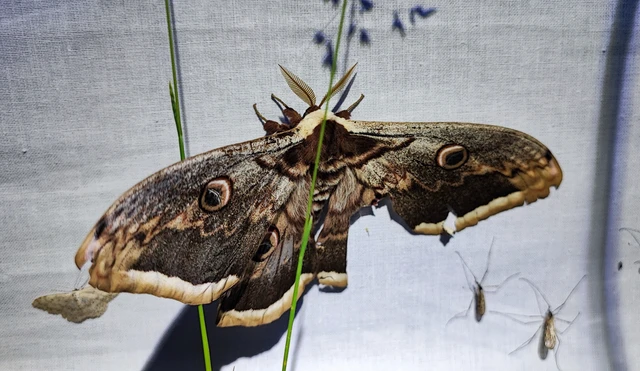 Saturnia pyri - nagy pávaszem