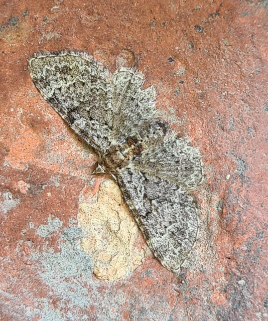 Pasiphila chloerata - hamvas törpearaszoló
