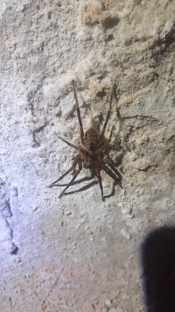 Zoropsis spinimana - tüskéskezű álfarkaspók