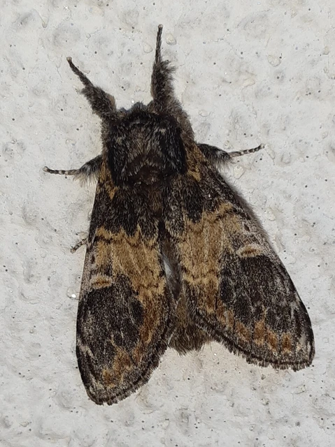 Notodonta tritophus - tarajos púposszövő
