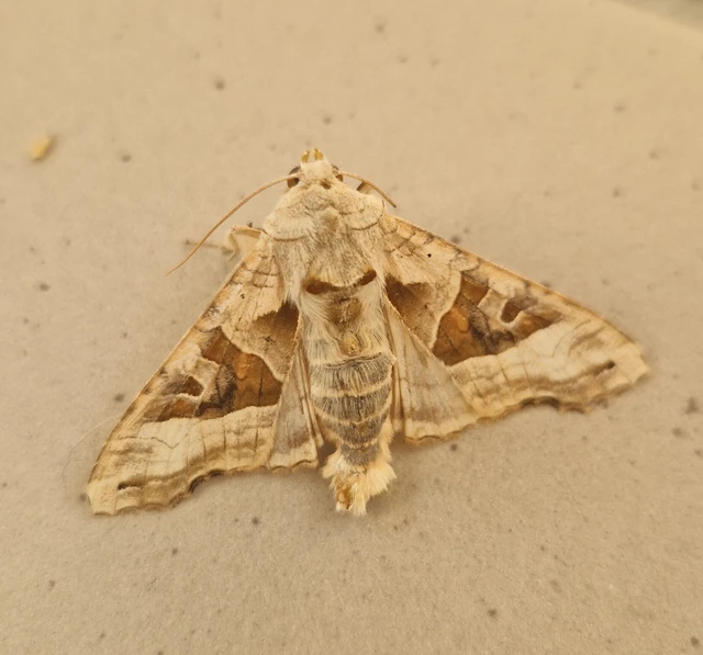 Phlogophora meticulosa - vándorló csipkésbagoly