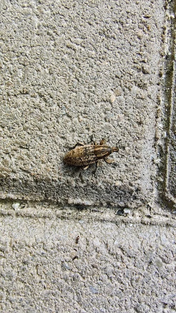 Pseudocleonus cinereus - hamvas barkó