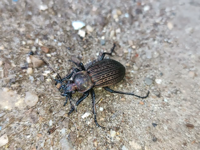 Carabus ulrichii - rezes futrinka Carabus ulrichii - rezes futrinka