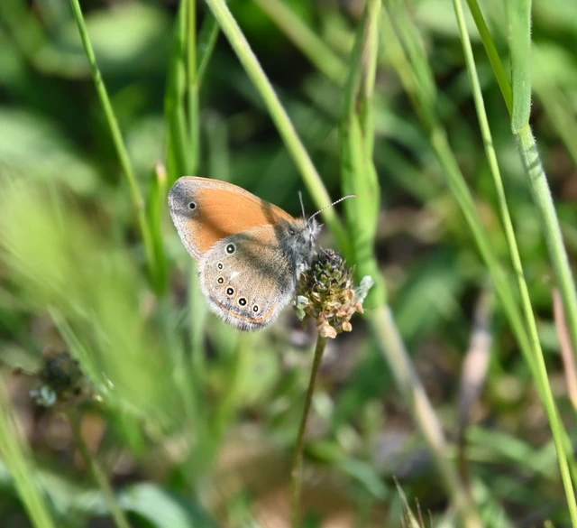 Coenonympha glycerion - közönséges szénalepke
