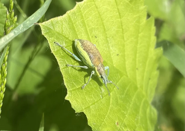 Coleoptera - Bogarak