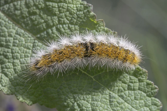 Rhyparia purpurata - bíborszínű medvelepke