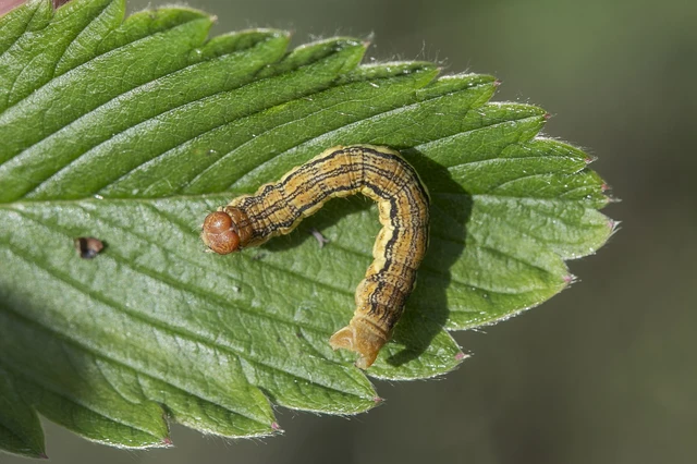 Erannis defoliaria - nagy téliaraszoló
