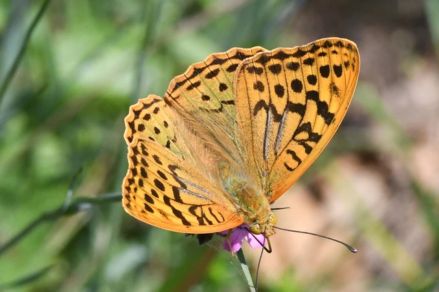 Argynnis pandora - zöldes gyöngyházlepke