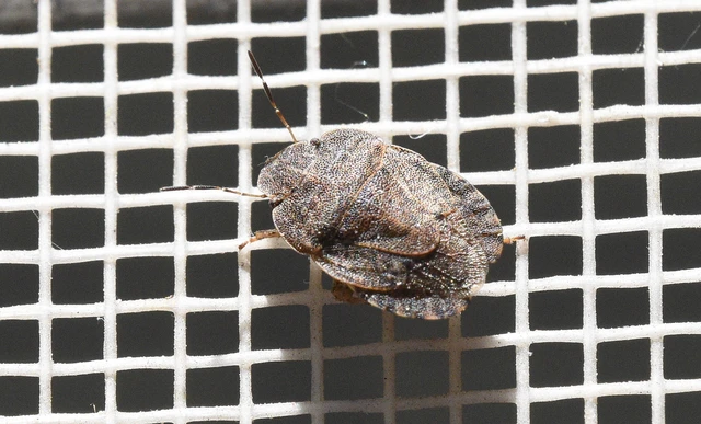 Sciocoris Sciocoris