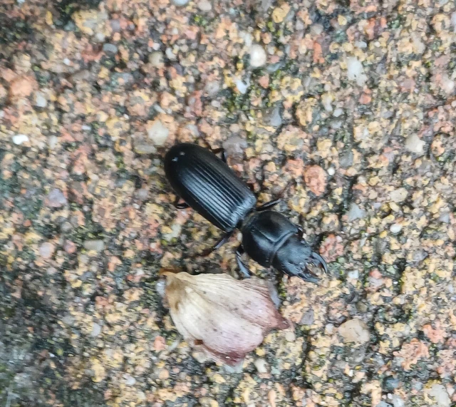 Scarites terricola - vájárfutó