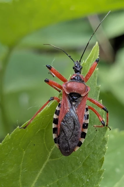 Rhynocoris iracundus - közönséges gyilkospoloska