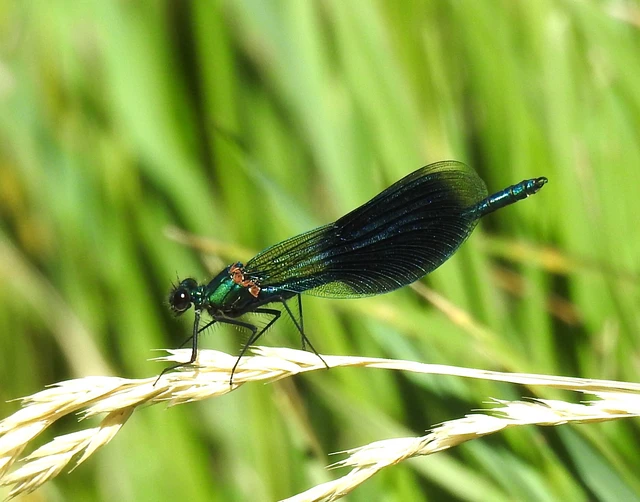 Calopteryx splendens - sávos szitakötő