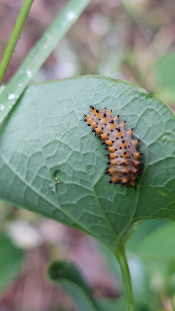 Zerynthia polyxena - farkasalmalepke
