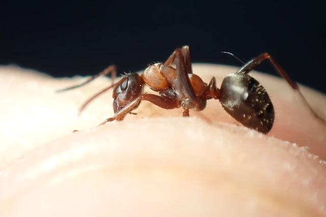 Formica rufibarbis - vörös rabszolgahangya