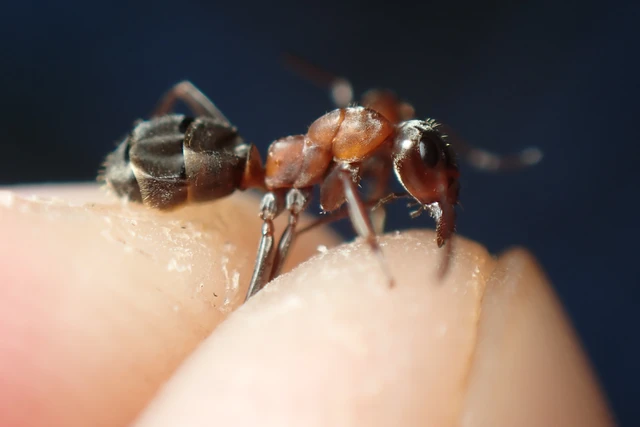 Formica rufibarbis - vörös rabszolgahangya