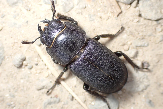 Dorcus parallelipipedus - kis szarvasbogár