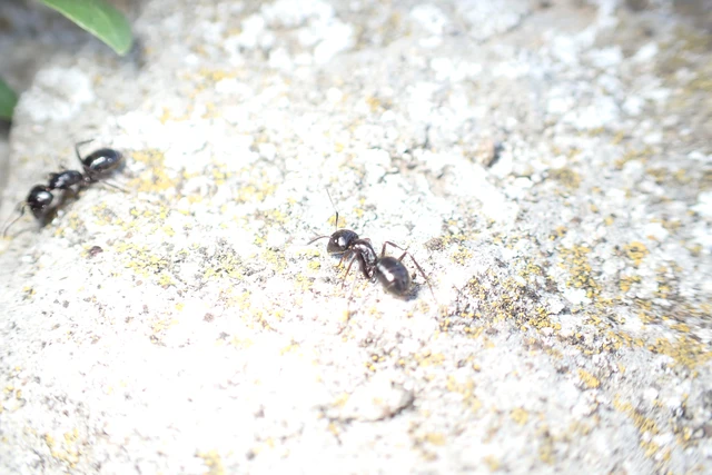 Camponotus aethiops - szőrös lóhangya