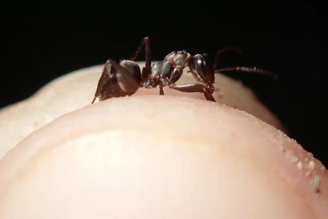 Formica rufibarbis - vörös rabszolgahangya