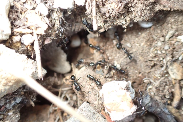 Camponotus aethiops - szőrös lóhangya