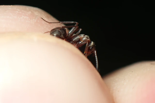 Formica rufibarbis - vörös rabszolgahangya