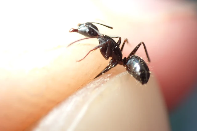 Camponotus aethiops - szőrös lóhangya