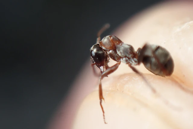 Formica cunicularia - gyakori rabszolgahangya