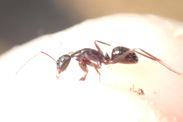 Camponotus aethiops - szőrös lóhangya