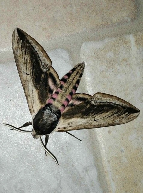 Sphinx ligustri - fagyalszender