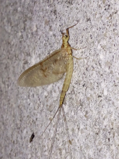 Ephemera glaucops