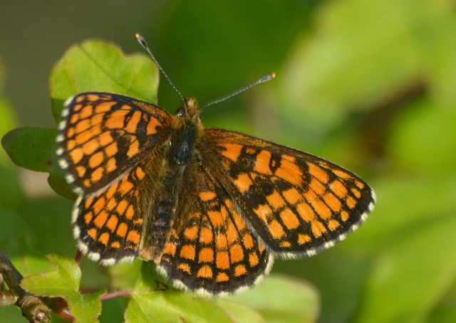 Melitaea athalia - közönséges tarkalepke