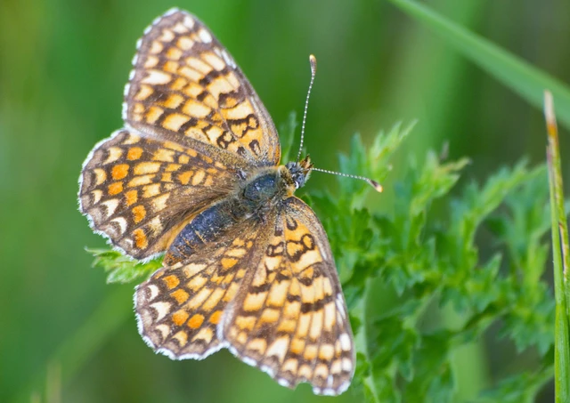 Melitaea phoebe - nagy tarkalepke
