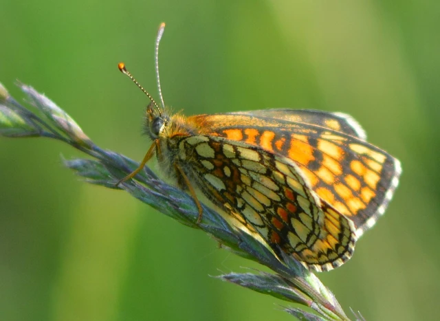 Melitaea athalia - közönséges tarkalepke