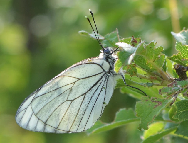 Aporia crataegi - galagonyalepke