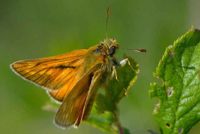 Ochlodes sylvanus - erdei busalepke