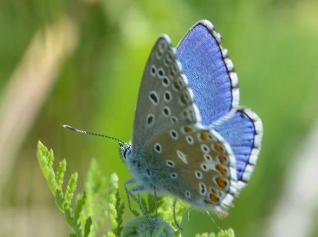 Polyommatus bellargus - égszínű boglárka